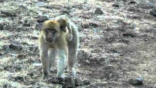 Macaque monkey baby amp mothers [upl. by Milicent]