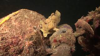 Giant Frogfish Eating Lionfish Kungkungan Bay Resort Kbr Lembeh Strait Sulawesi Indonesia [upl. by Yvi206]