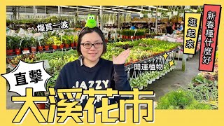 新年直擊！大溪花市逛起來！百元觀葉植物爆買一波！ [upl. by Lerrehs392]