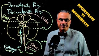 Decorticate vs Decerebrate [upl. by Zat]