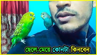 বাজরিগারকে পোষ মানানোর জন্য ছেলেমেয়ে কোনটা কিনবেন 💥 Which type Of Budgies r best for taming⚡ Jactok [upl. by Ainuj]