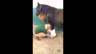 How to bandage your horses fetlock [upl. by Anawd155]