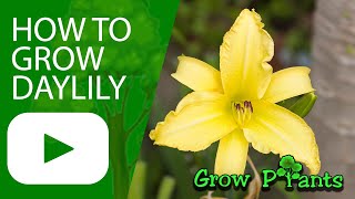 How to grow Daylily plant Hemerocallis [upl. by Rexfourd]