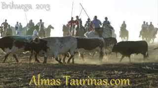 Brihuega 2013 4 toros de Hato blanco para su encierro por el campo [upl. by Reilamag]