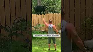 A family rescues a black bear that fell from a tree bear babybear short [upl. by Nnylyram760]