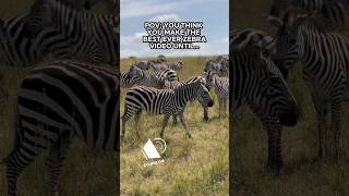 Look WHAT those ZEBRAS are DOING 😱 shorts africa kenya safari funnyvideo zebra [upl. by Anihcak]