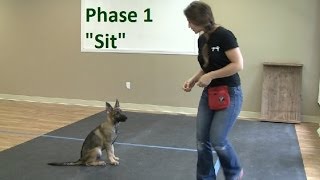 How to Train a Dog to quotSitquot K91com [upl. by Raphaela]