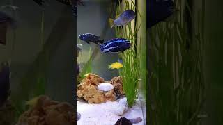 Malawi Cichlid aquarium [upl. by Ykcir]