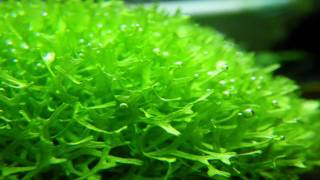 （HD）リシアの気泡 （Riccia fluitans with oxygen bubbles） [upl. by Notyard]