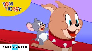 Tom und Jerry  Winterabenteuer  Cartoonito [upl. by Mighell374]