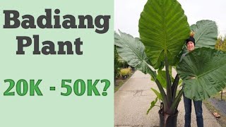 Badiang Plant Elephant Ear Worth Php20k  50k [upl. by Mulry545]