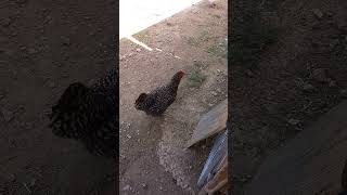 Gallina cacareando [upl. by Latouche]