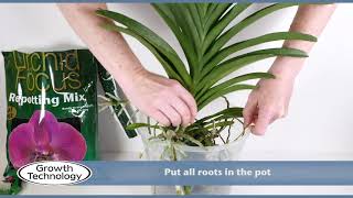 Potting up a Vanda Orchid [upl. by Ehtnax449]