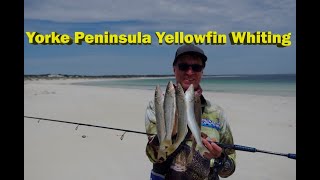 Innes National Park and Daly Head Campground Swim with dolphins on the Yorke Peninsula [upl. by Mellins]