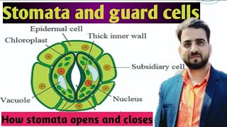 Stomata and its working guard cells [upl. by Phelips669]