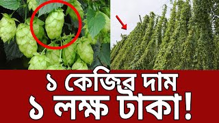 পৃথিবীর সব থেকে দামি সবজি গাছ হিউমুলাস লুপুলাস  Humulus lupulus  Mytv News [upl. by Oglesby]