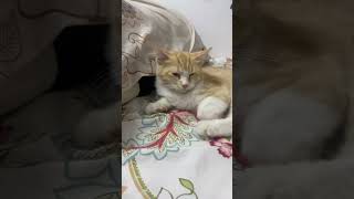 Cat funny video funny cat [upl. by Enailuj]