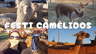 🦙Festi Camélidos CUSCO 2024  Alpacas vicuñas y llamas🌿 [upl. by Pfeffer]