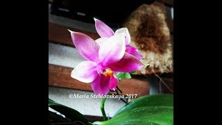 PHALAENOPSIS VIOLACEA  описание и основы ухода [upl. by Nole]