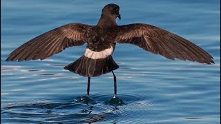 Wilsons storm petrel Oceanites oceanicus  foraging  feeding  flying  hopping [upl. by Sheff]