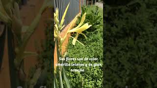 Una espectacular planta exótica con llamativas flores amarillas Canna glauca achira shorts [upl. by Eimot118]