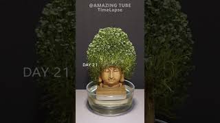 Growing chia seeds with buddha statue timelapse garden amazingtimelapse gardening [upl. by Eirene]