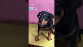 Aggressive Rottweiler puppy shortsfeed rottweiler doglover dog short youtubeshorts ytshots [upl. by Nosinned303]