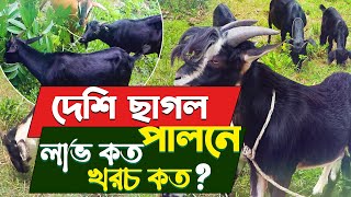 ব্লাক বেঙ্গল ছাগল পালন  খরচ কেমন  লাভ কত Black Bengal Goat Farming  Safollo Kotha [upl. by Oriel156]