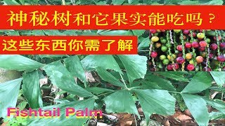 叢立孔雀椰子 鱼尾葵作用。Caryota mitis uses Manfaat Pokok Dudar。 [upl. by Alikat]