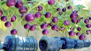 Unbelievably growing round Eggplant is so easy and so many fruits [upl. by Shawnee314]