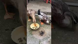 Apparently ducks love fast food 😂 [upl. by Ian]