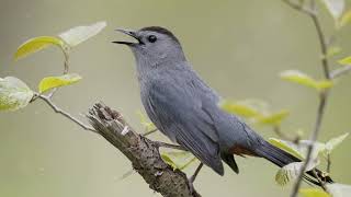 Cat Meowing In Your YardMeet The Catbird [upl. by Linden]