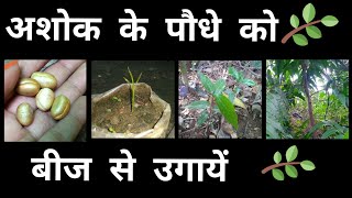 167 How to Grow Ashok Plant from Seeds Polyalthia Longifolia  अशोक के पौधे को बीज से कैसे लगायें [upl. by Adala493]