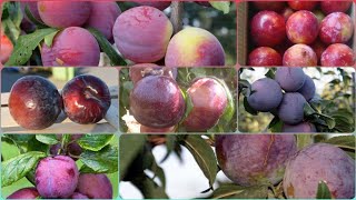 Plums 4 varieties Angeleno Frier Fortune Redbute  UKPlumFarming plum happynewyear2023 [upl. by Dijam373]