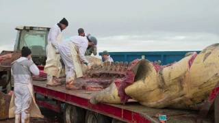 Fin Whale butchered at Raghly Sligo Ireland Time lapse [upl. by Ellmyer]