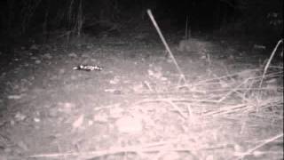 Kangaroo rat foraging in AZ [upl. by Samanthia]