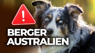 🔴 Voici ce que personne ne vous dit à propos des Bergers Australiens [upl. by Veriee]