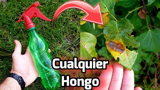 ECHA este FUNGICIDA CASERO en tus PLANTAS y nunca más tendras HONGOS Huerto Con agua oxigenada [upl. by Alemahs]