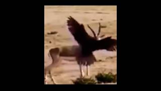 Eagle vs Deer [upl. by Hewe949]