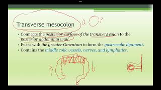 Abdominal Anatomy Mesentery and other organ [upl. by Einnol889]