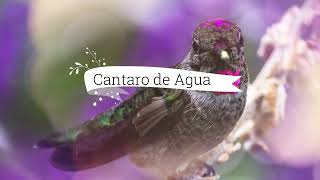 cántaro de agua  cantos medicina [upl. by Treharne91]