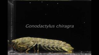 Gonodactylus chiragra strike [upl. by Neyr]