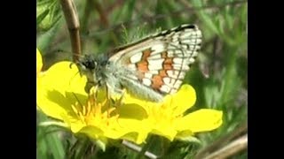 The Yellowbanded Skipper Pyrgus sidae [upl. by Aicsila]