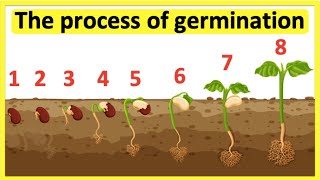 The process of seed germination 🌱 Stepbystep process [upl. by Jammal]