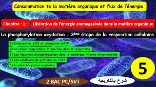 La phosphorylation oxydative 3ème étape de la respiration cellulaire partie 51 شرح بالداريجة [upl. by Yaned509]