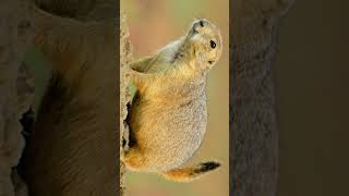 Blacktailed Prairie Dog Cynomys Cynomys ludovicianus  Observed in Description [upl. by Babette43]