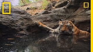 Tiger Eye Up Close and Personal  National Geographic [upl. by Ennovy]