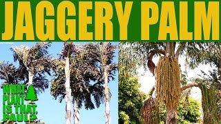 Caryota urens  Jaggery Palm is a species of flowering plant in the palm family [upl. by Hutner]