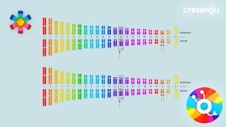 Hoe ontstaat translocatie chromosoom 21 [upl. by Alleacim679]