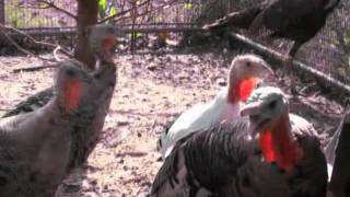 Baby turkeys making turkey sounds [upl. by Lundquist]